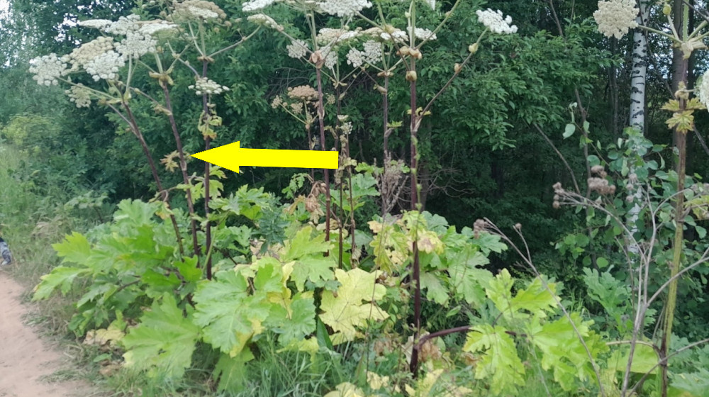    Борщевик Сосновского атаковал новый смертоносный вредитель — что ждет Россию