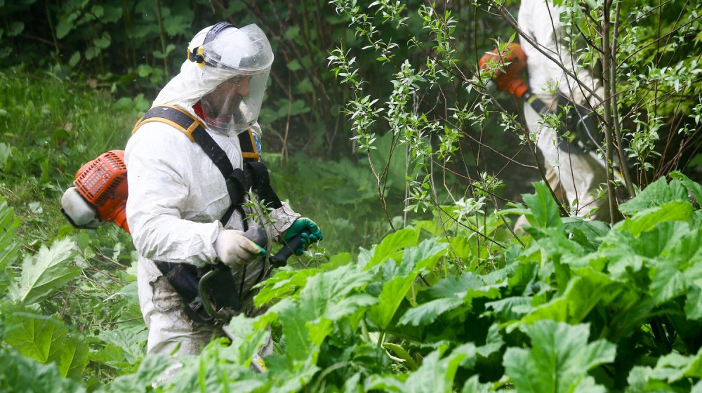    Борщевик Сосновского атаковал новый смертоносный вредитель — что ждет Россию