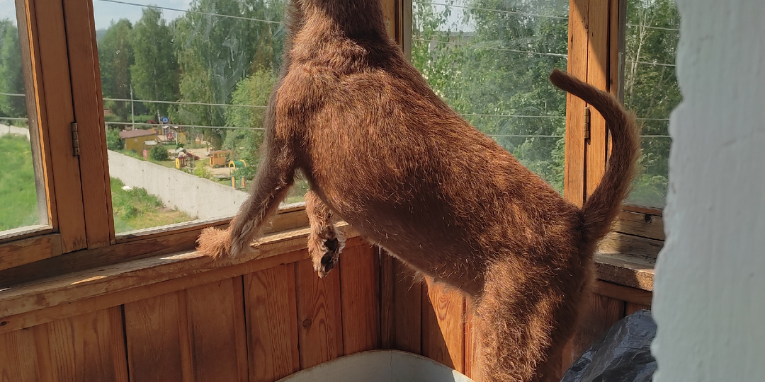 Он улетел, но обещал вернуться...