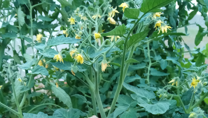 Завязи томатов