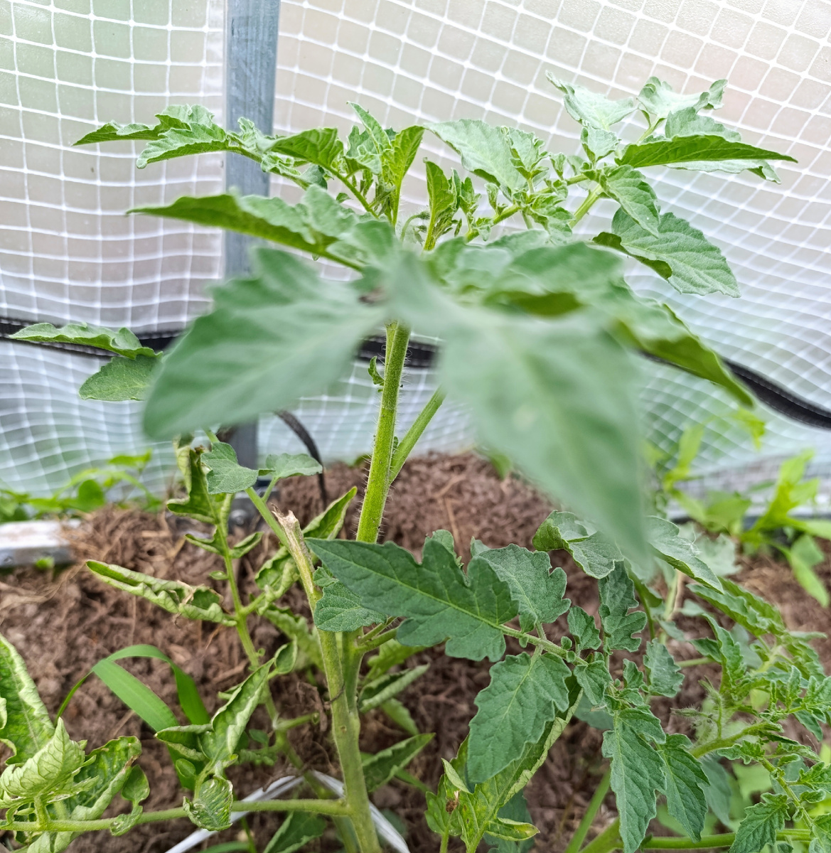 Пасынок на обломанном томате.