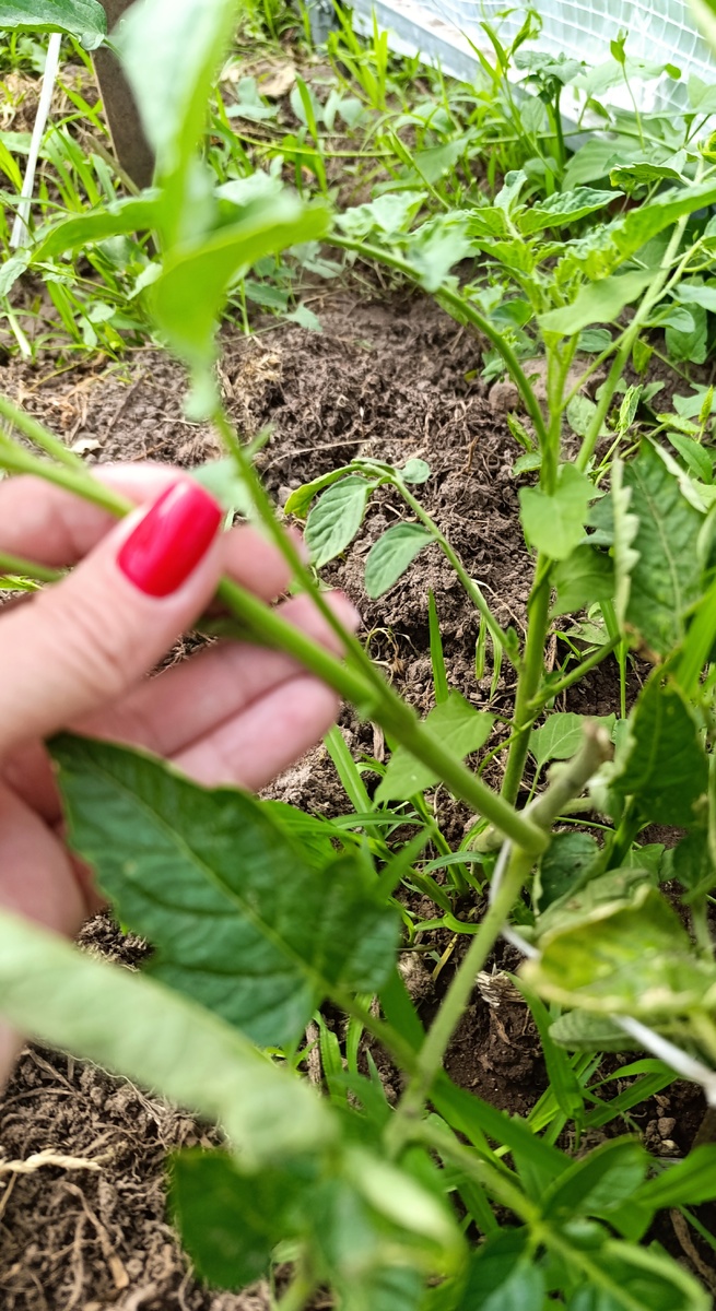 Два пасынка на обломанном растении