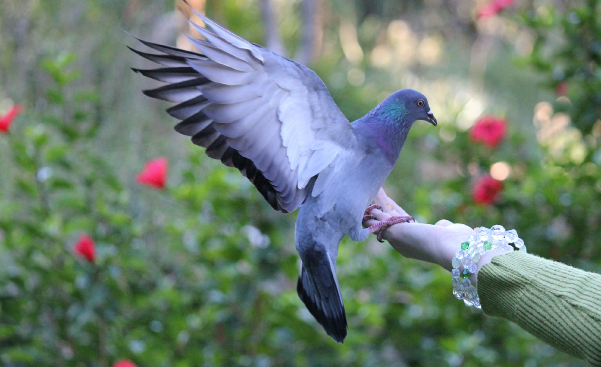 Изображение взято из открытого источника. 