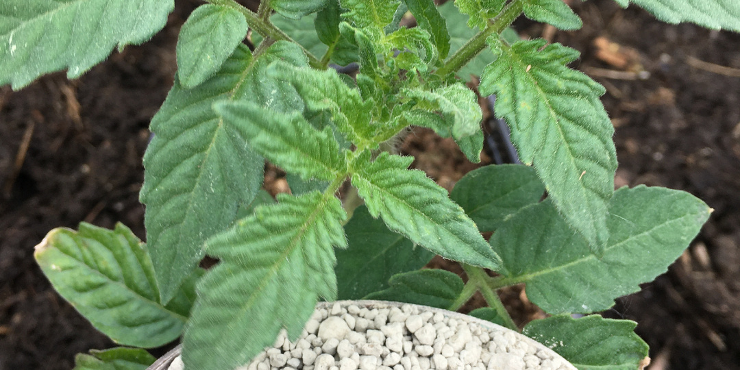 Что кладу в лунку при посадке томатов, чем кормлю и удобряю, чтобы помидоры были сладкими