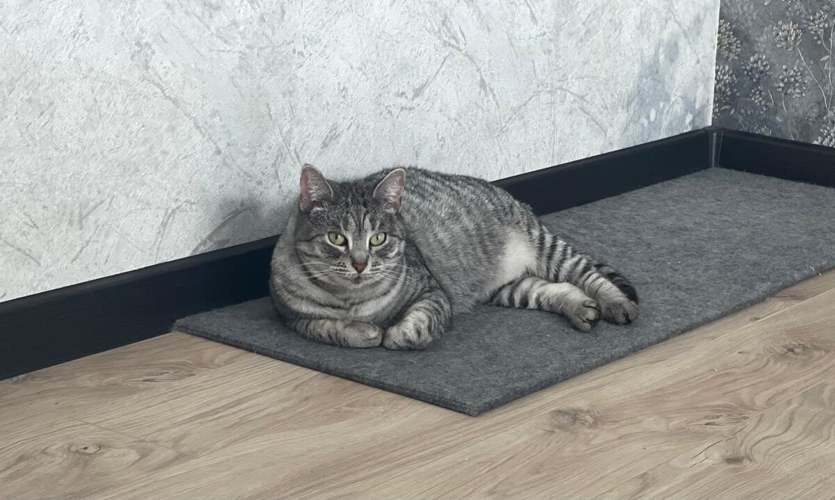 Александра (поправилась немного, да и шерсть у неё стала очень красивая)