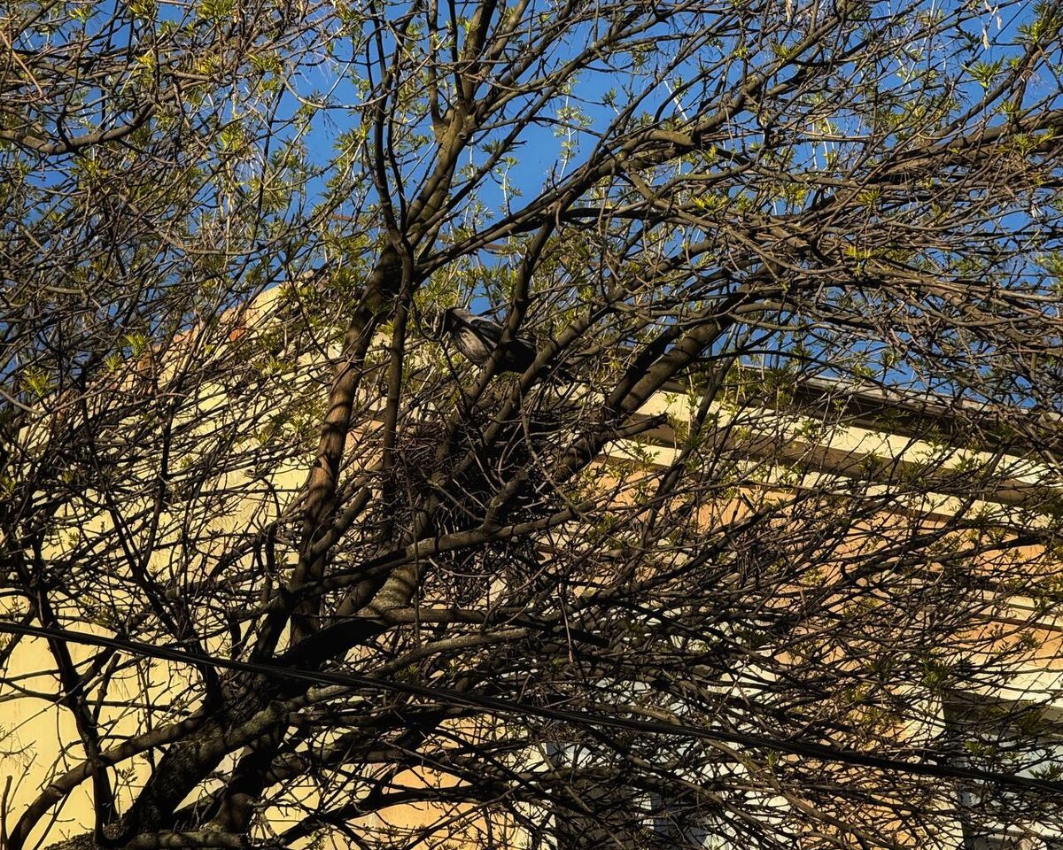 То самое гнездо имени Джека