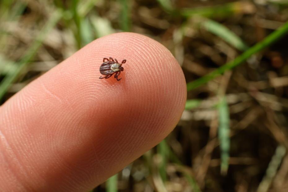    Shutterstock/FOTODOM