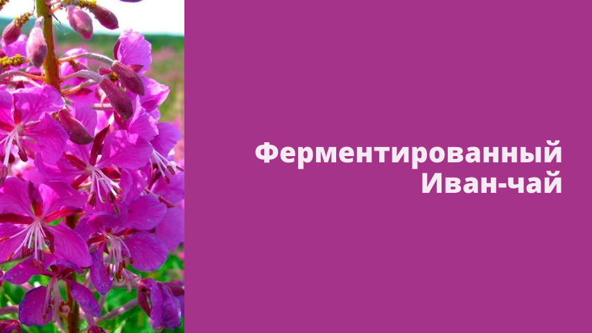 ферментированный Иван-чай