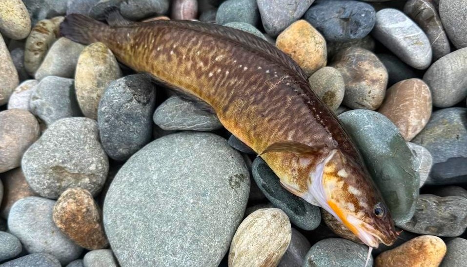 Средиземноморский морской налим