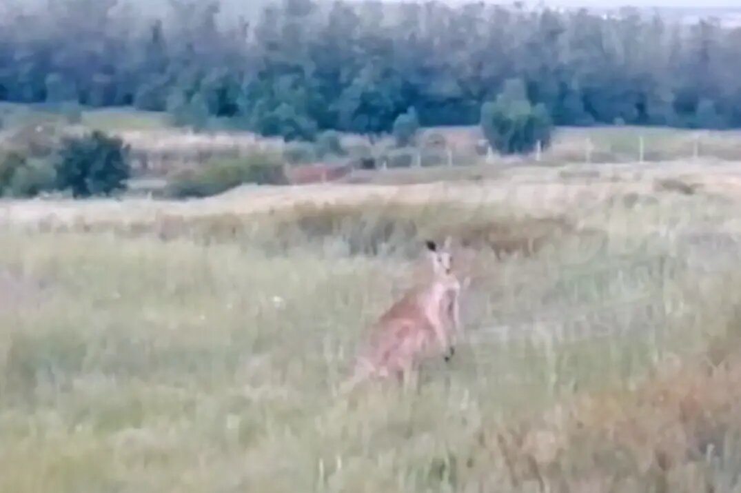    Фото: стоп-кадр видео из телеграм-канала «Это Ростов новости»