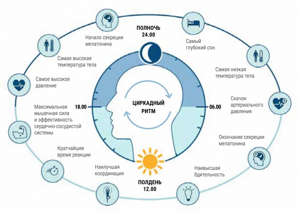 Циркадный ритм определяет время активности и покоя организма