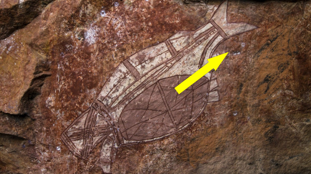    В Австралии раскопали древнюю "капсулу времени" возрастом 50 000 лет и вот что внутри