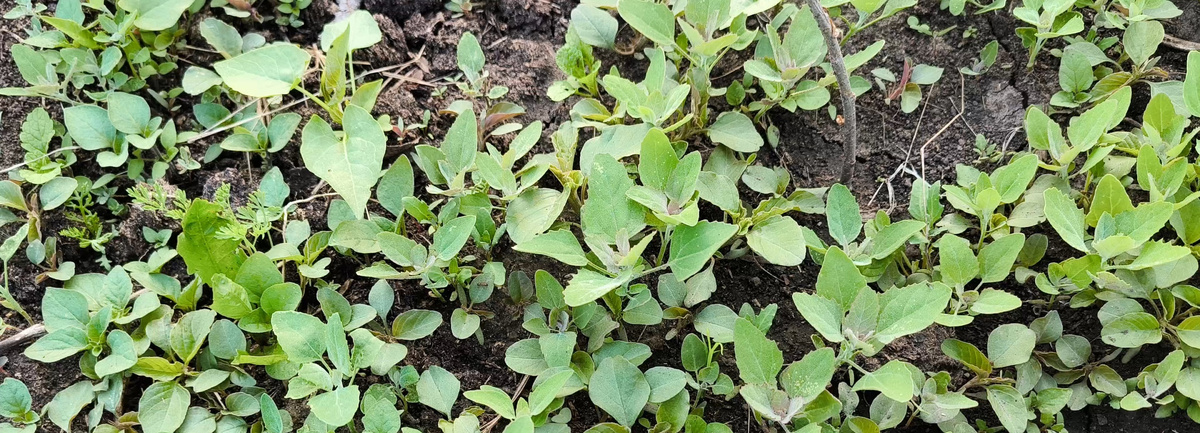 Ой, беда! Ох, беда - в огороде лебеда!
