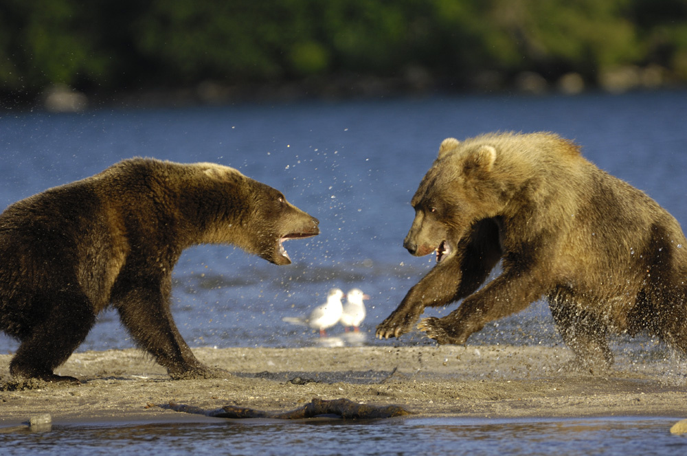 фото: Игорь Петрович Шпиленок  📷
