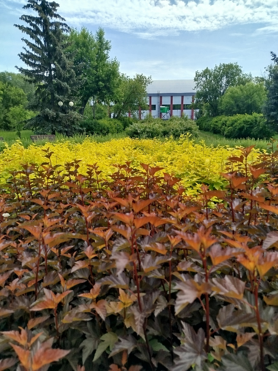 Летние кустарники. Фото автора.