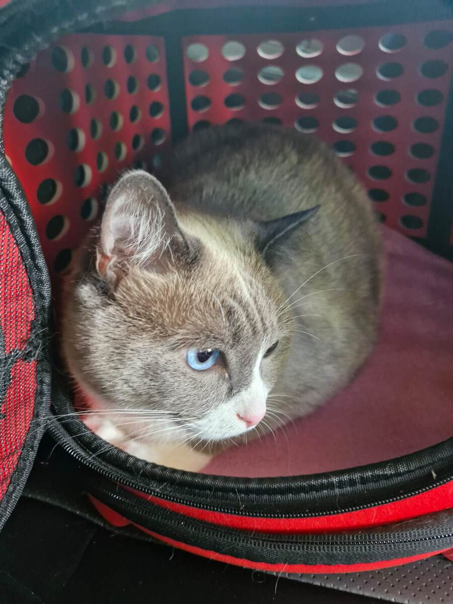 Мотя прислушивается к движению автомобиля.