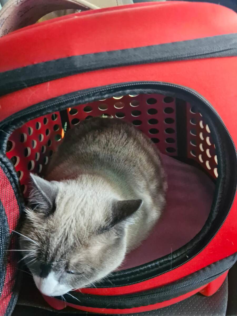 Уснуть бы и забыться!.