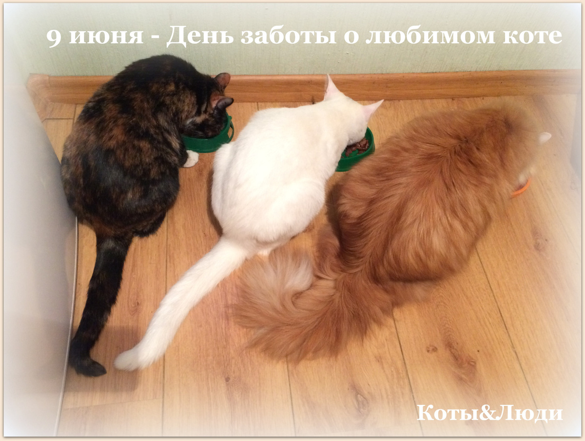 Коллаж автора, фото автора, коты автора