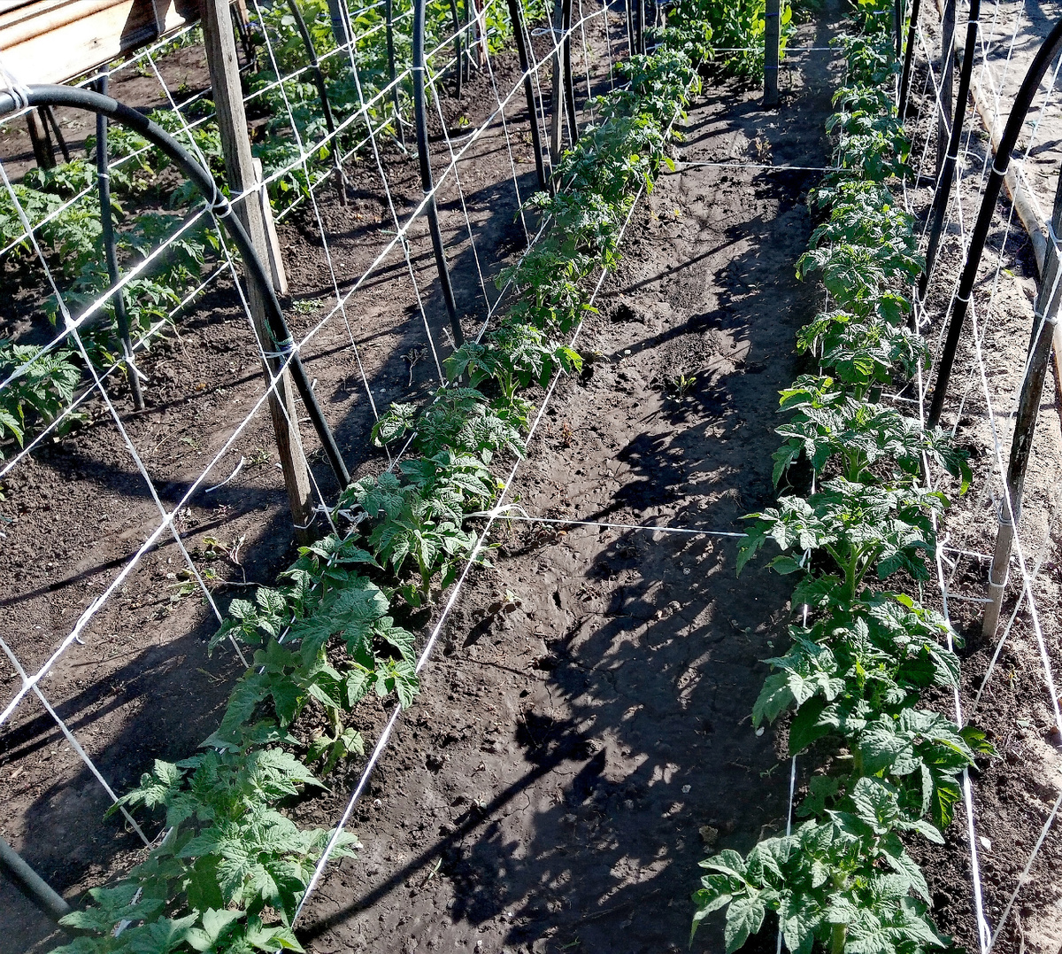 Фото автора. Гномы! Как их не полюбить?