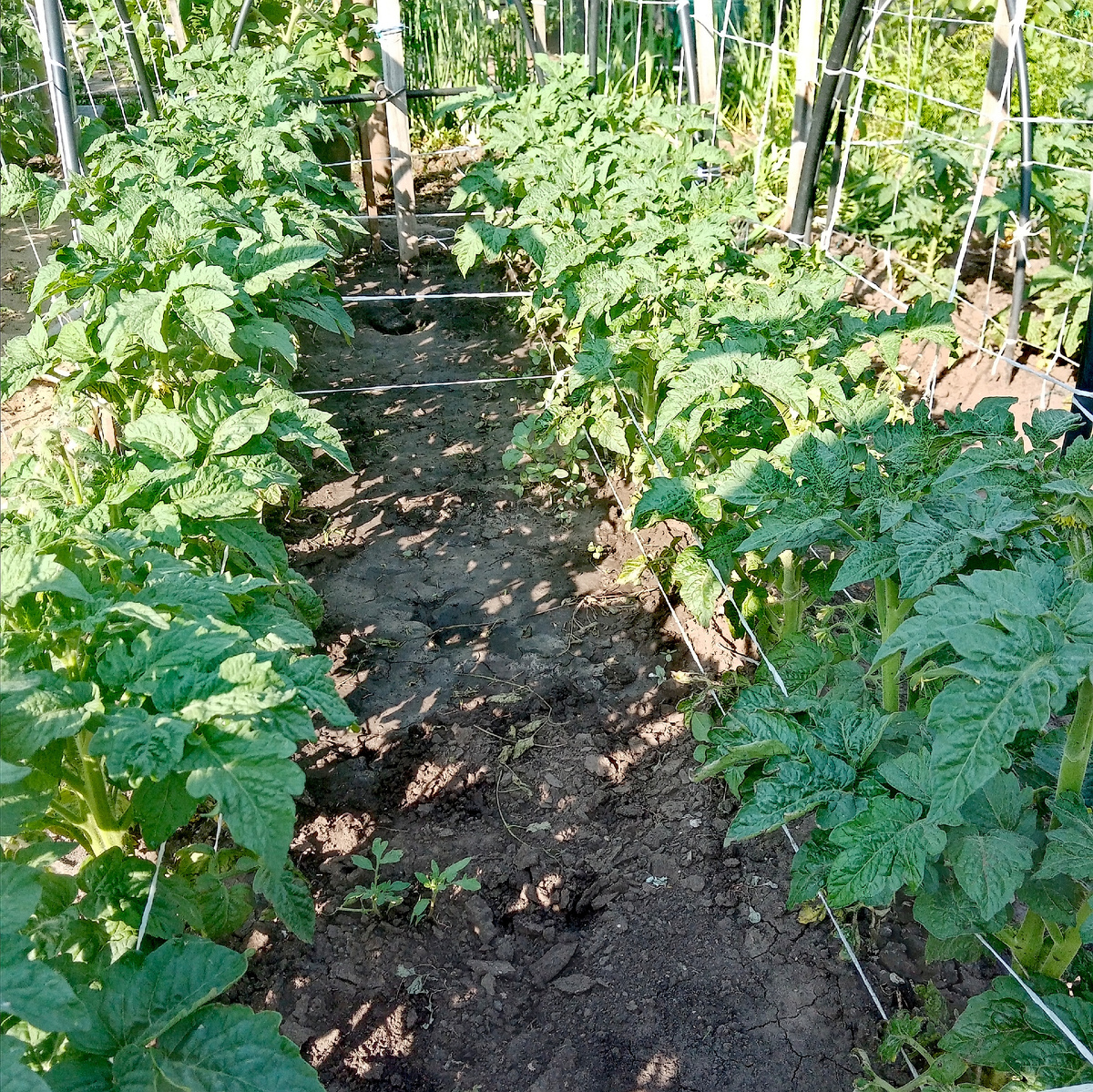 Фото автора. Гномы немного подросли.