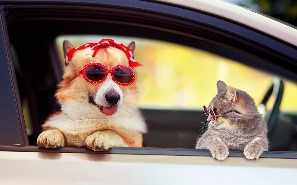 источник фото: https://www.zr.ru/d/story/86/928646/depositphotos_408460818_xl-2015.jpg