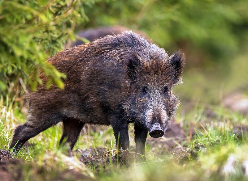 Фото из Яндекса  