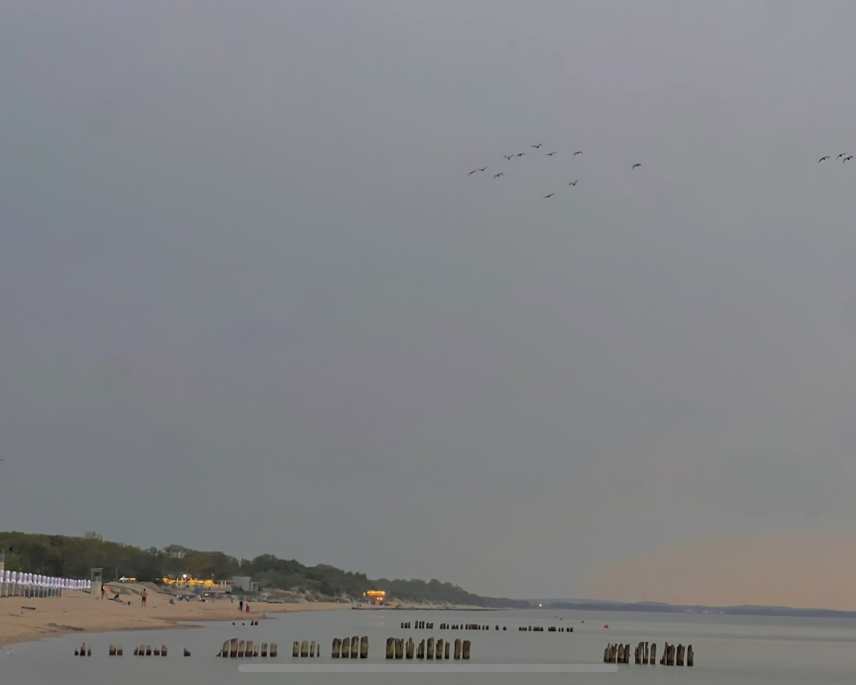 — План был: романтика. — Реальность: птицы, покидающие Титаник.  Но я с бокалом и стулом вместо пледа, так что всё по-прежнему красиво.