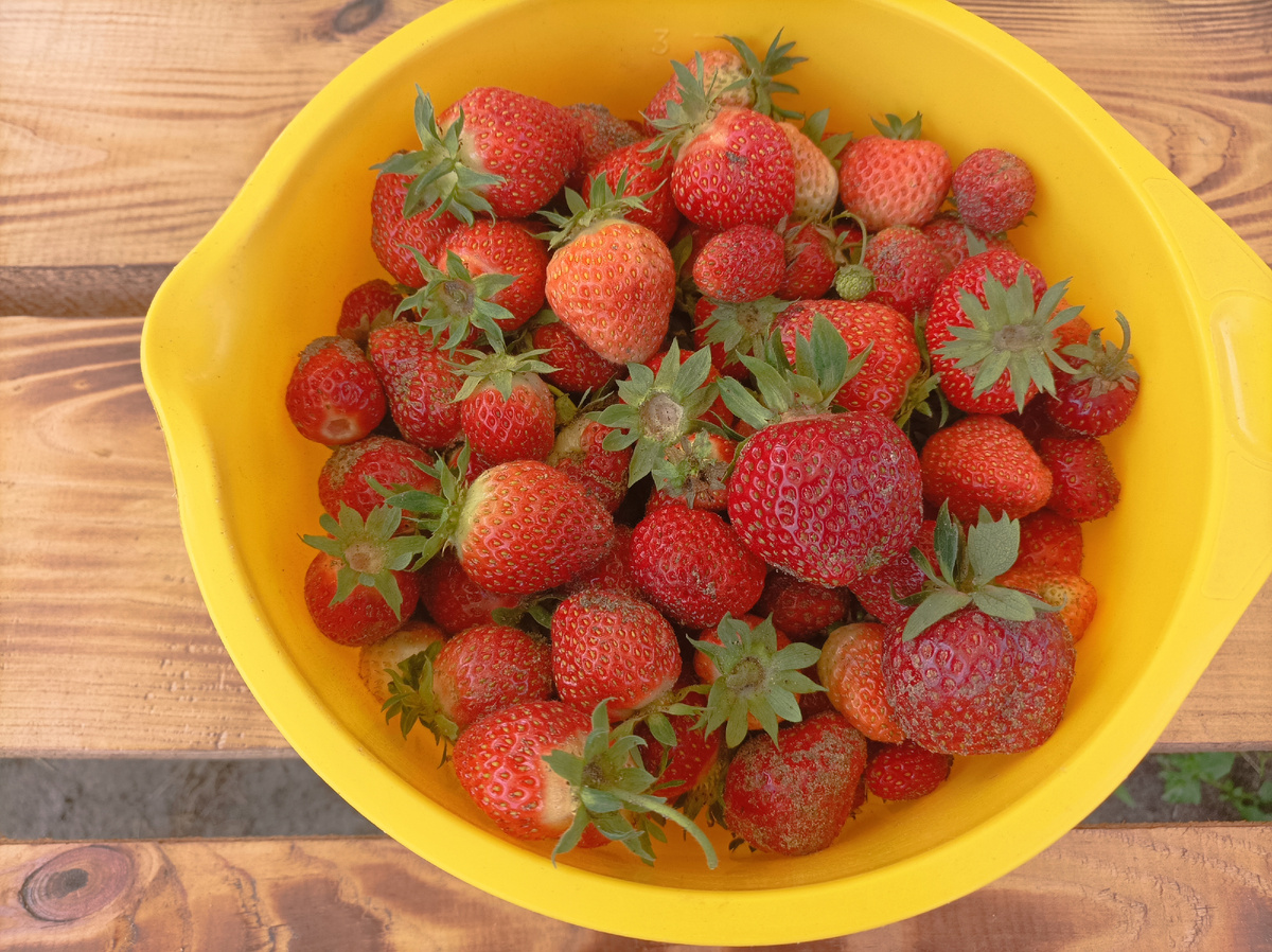 Урожай клубники. На заморозку пока не насобирала, не очень много её. Но на еду хватает. 