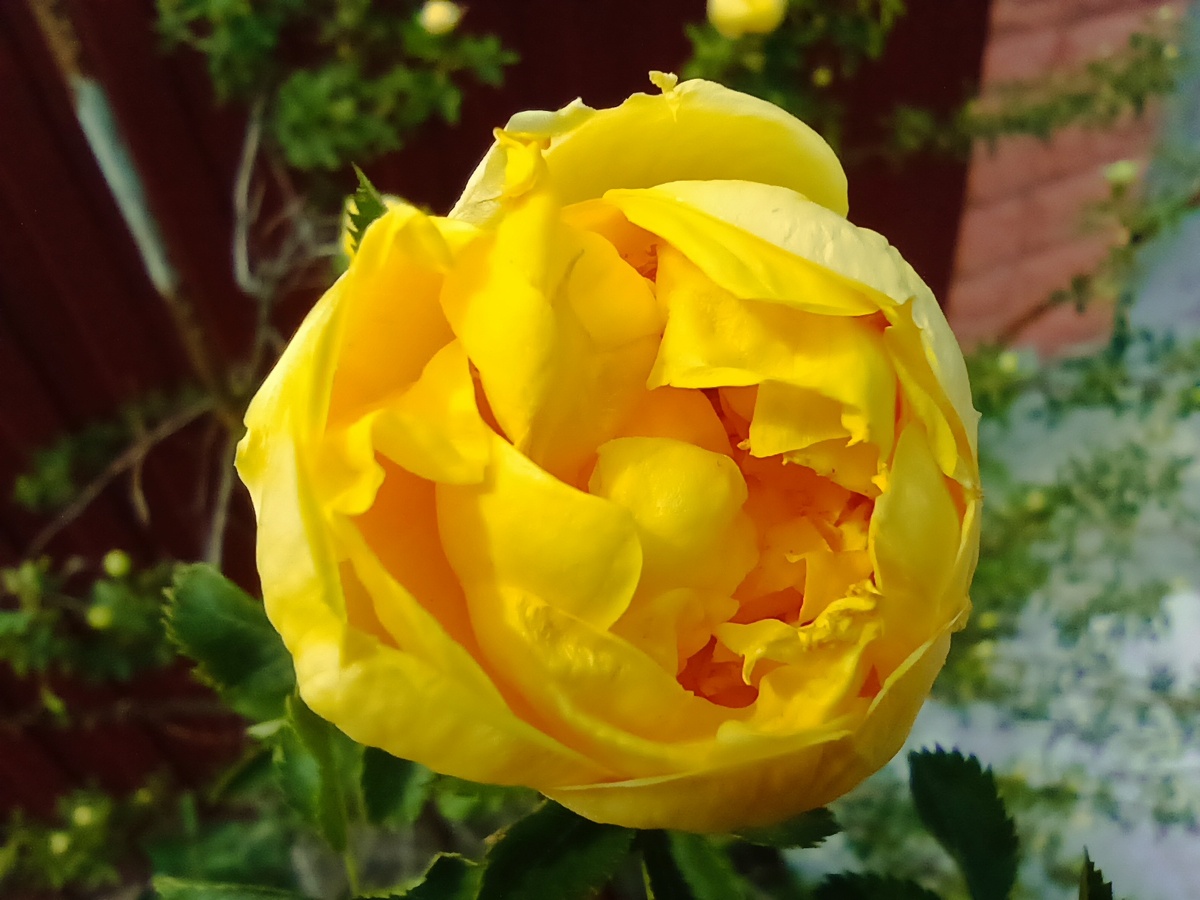 Зацвела роза 