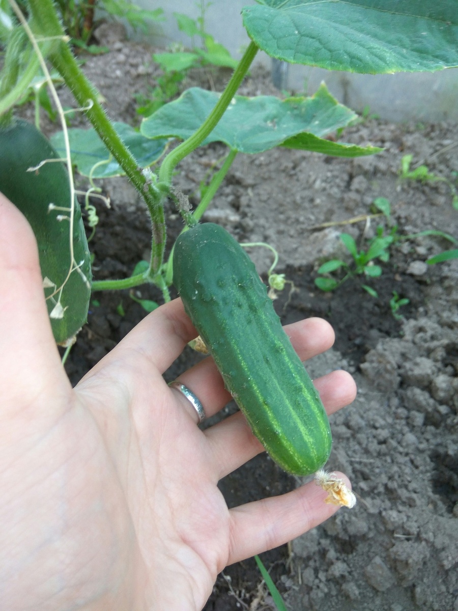 Фото автора.