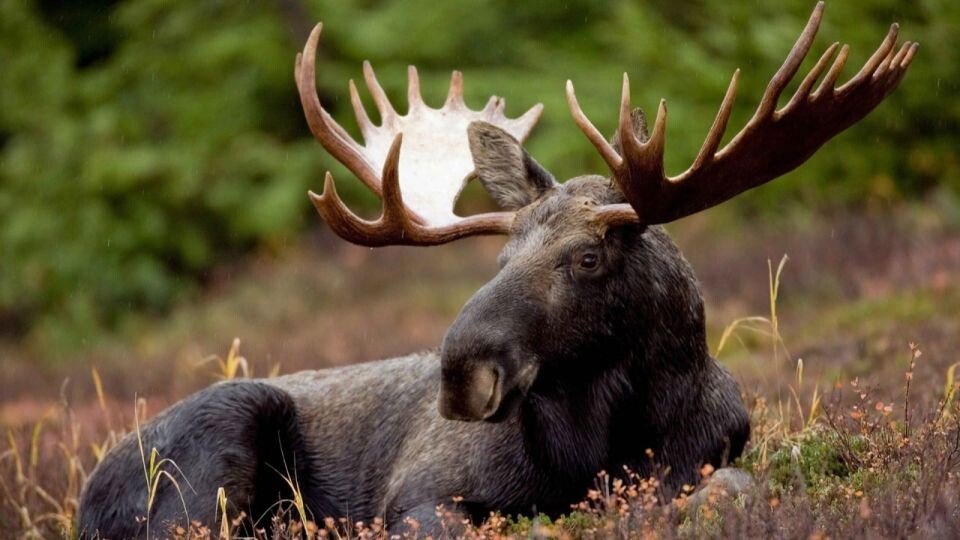    Лось. Источник: pixabay.com