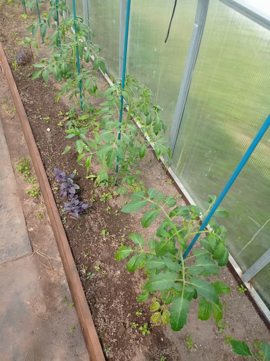 Фиолетовый базилик выжил благодаря своей расцветке - его заметили, в отличии от зелёного...