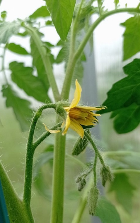 Прабабушкин. Жёлтый.