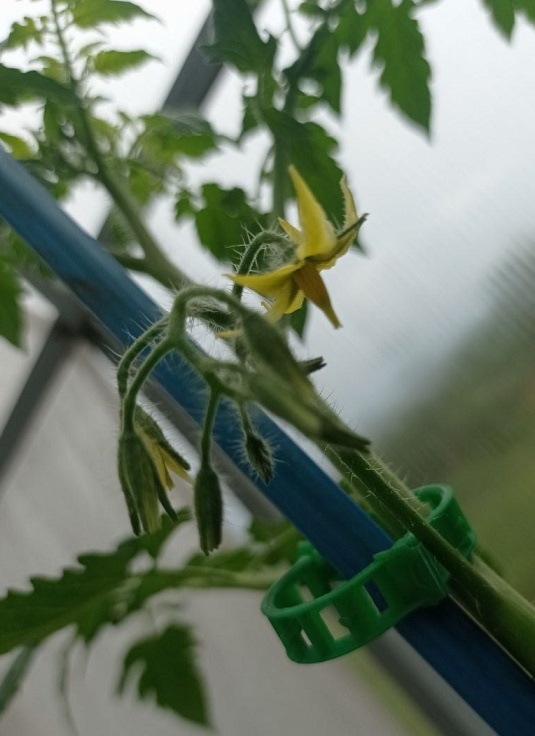 Черри Эльф. Никак не хотел фотографироваться.