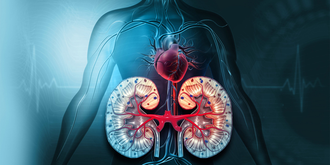 Как связаны сердце и почки, и что такое кардиоренальный синдром?