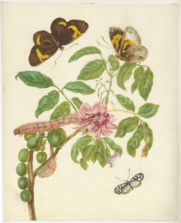 Ветка софоры (р. Sophora), 1700–1702.