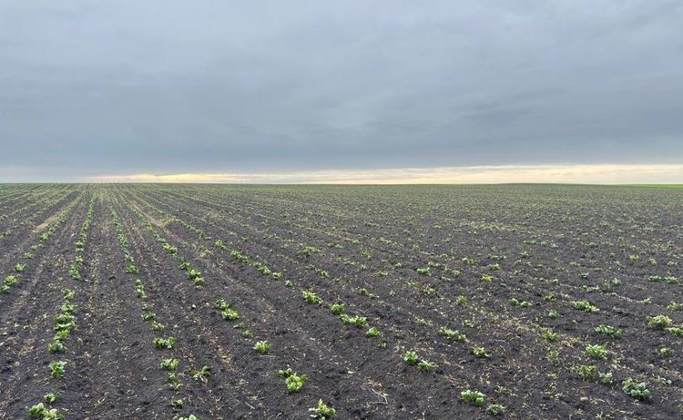    История успеха картофельного фермерского хозяйства из Чувашии