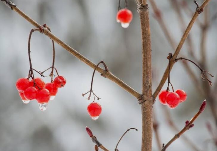 В лунную ночь заснеженные гроздья отбрасывали алые тени на белый покров — это называли кровавой росой.