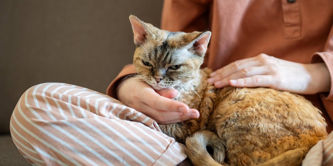Как понять, что кошке хорошо с вами? Чек-лист