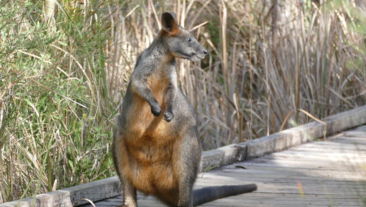     Автор: wikimedia.org