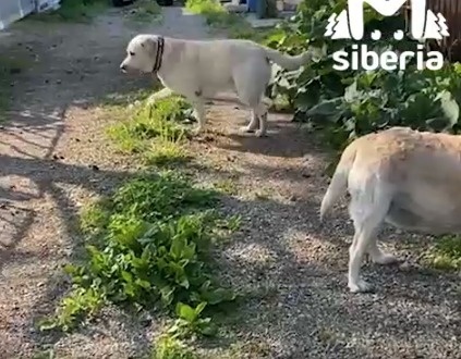    Фото: Mash Siberia