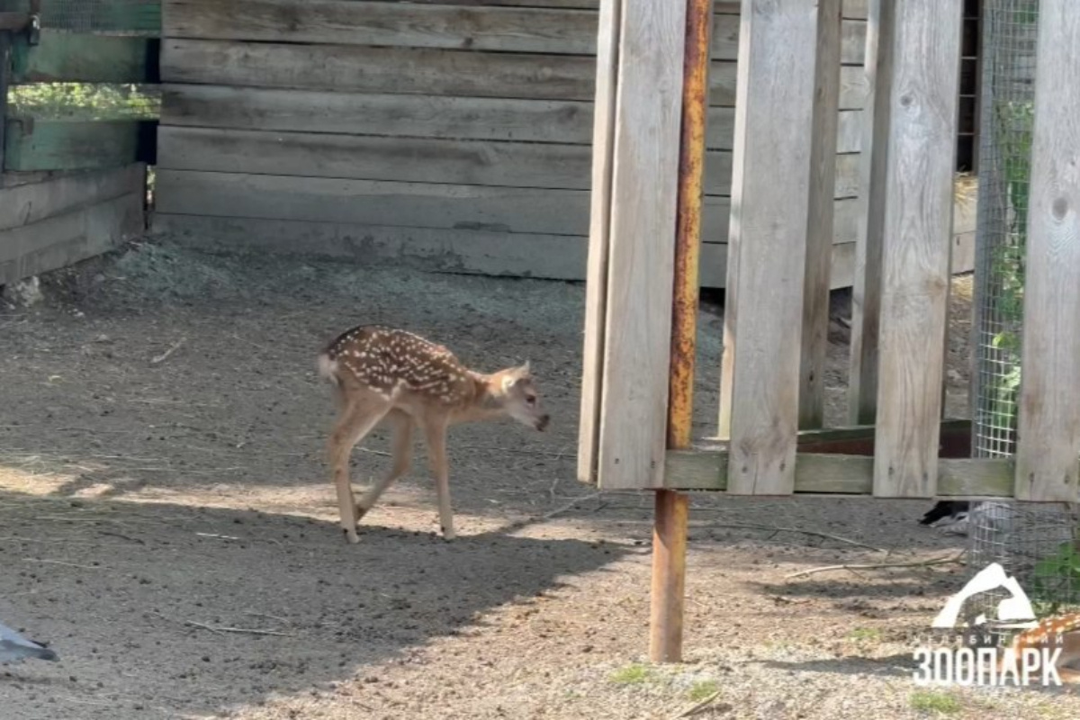    Фото: Челябинский зоопарк