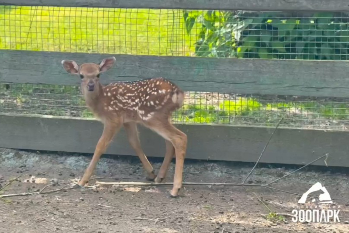    Фото: Челябинский зоопарк