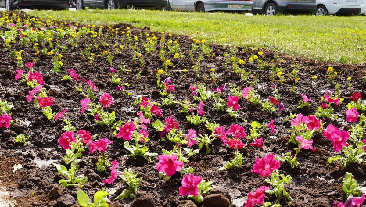     В Оренбурге 9 июня высадили более 6000 цветочных корней Оренбуржье
📷    В Оренбурге 9 июня высадили более 6000 цветочных корней Оренбуржье
📷    В Оренбурге 9 июня высадили более 6000 цветочных корней Оренбуржье
