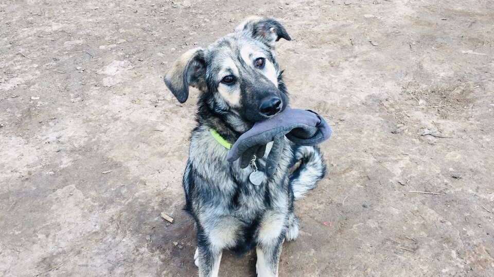 Её кто-то привёз на собачью площадку и там оставил. Два года мы искали этой собаке дом. Уже совсем расстроились. Но тут собаке позвонили