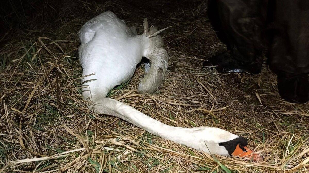    Фото: t.me/koshkispas