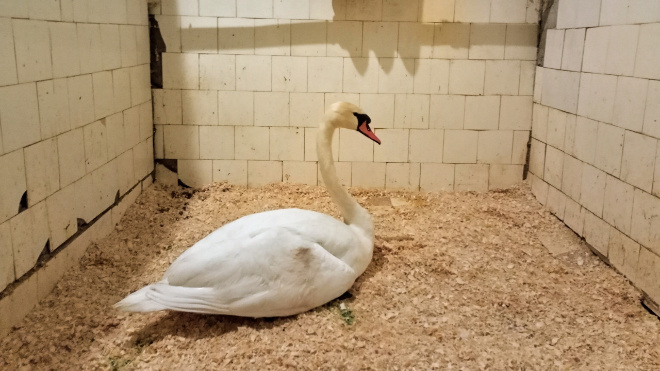 Фото: "КОШКИСПАС. Спасение животных. ПСО Экстремум\ВКонтакте"