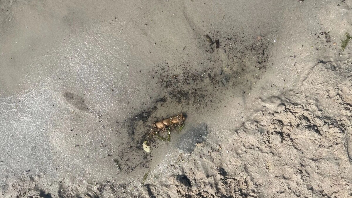     Автор: Алёна Мальцева Источник: bel.ru