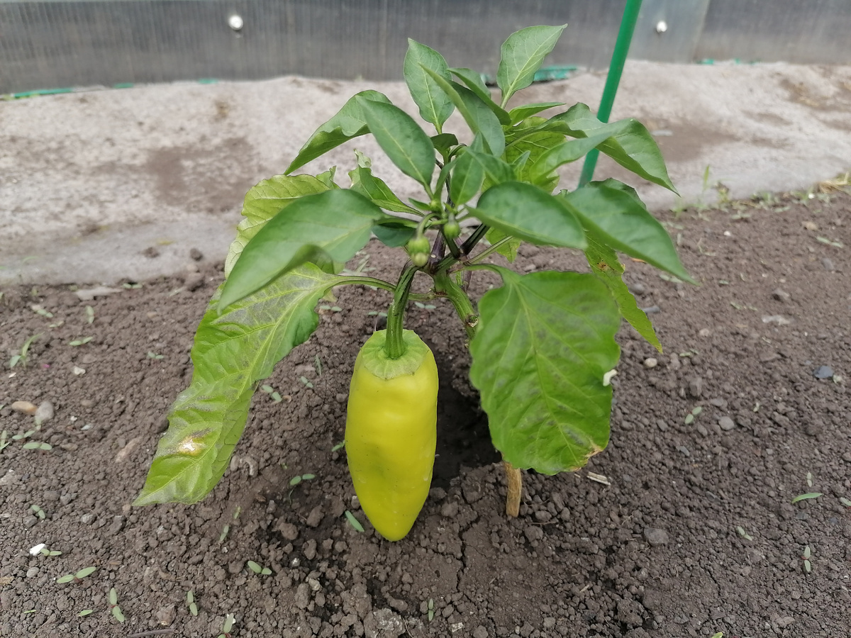 Не убрала вовремя коронный цветок)