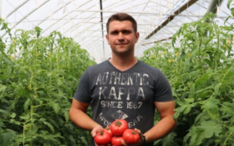    Липецкий томатовод тестирует разные сорта в собственной теплице